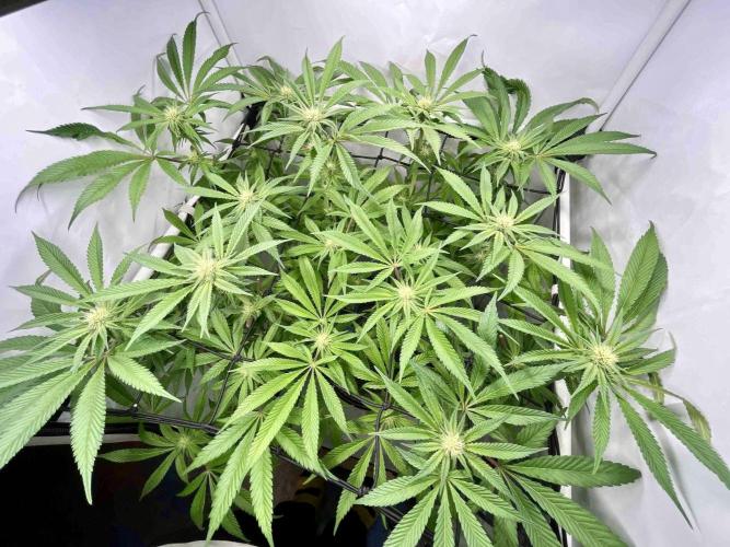 cherry clon /DWC. Week 11