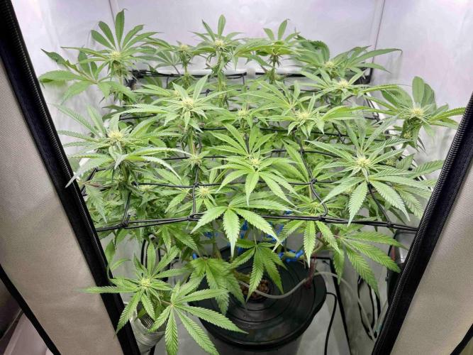 cherry clon /DWC. Week 11