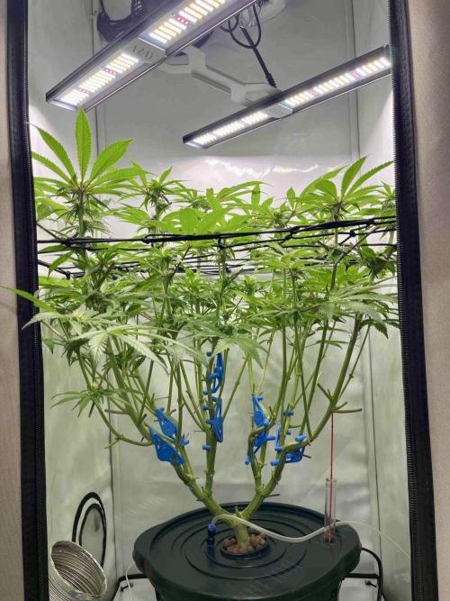 cherry clon /DWC. Week 11