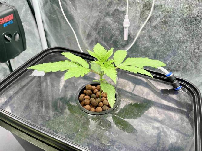 dirty banana gen1 /DWC. Week 3