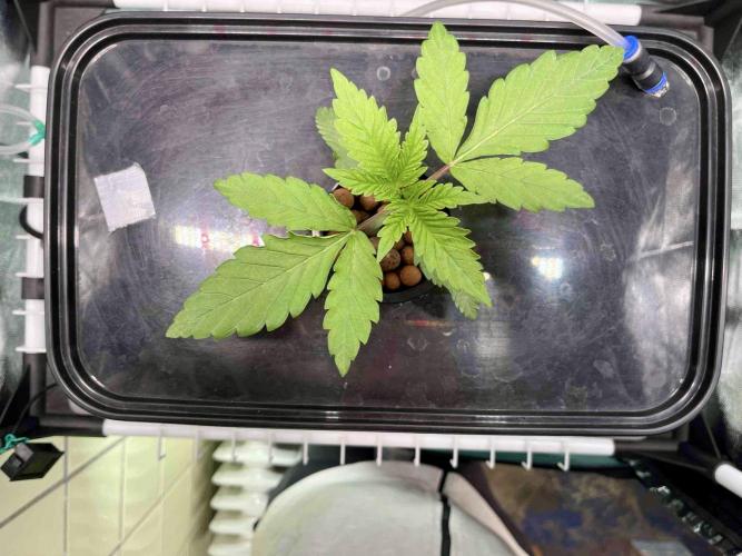 dirty banana gen1 /DWC. Week 3