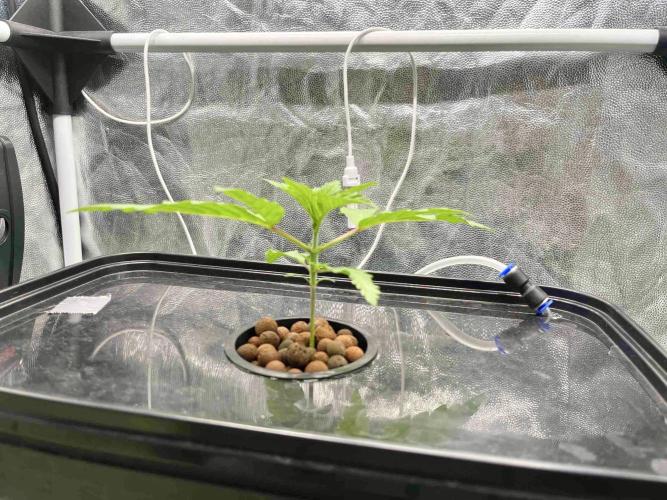 dirty banana gen1 /DWC. Week 3