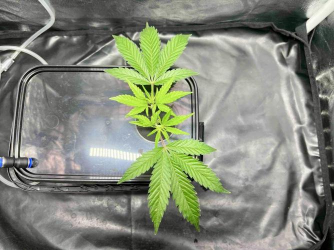 cherry clon #5 /DWC. Week 2