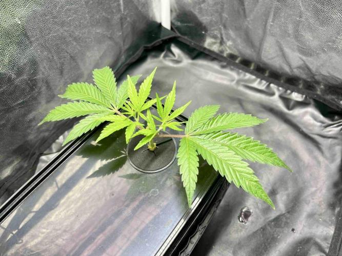 cherry clon #5 /DWC. Week 2