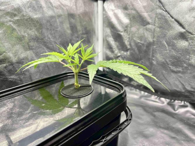 cherry clon #5 /DWC. Week 2