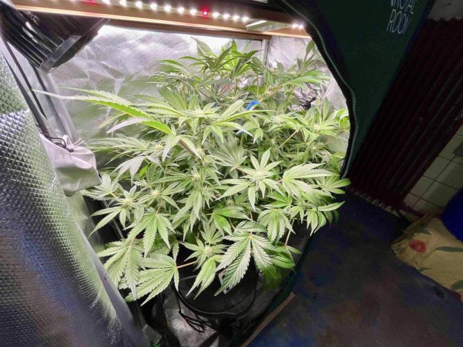 lemon berry clon /DWC. Week 11