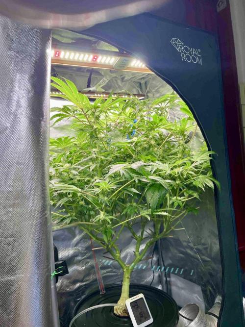 lemon berry clon /DWC. Week 11