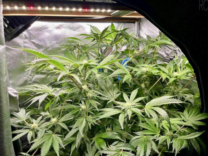 lemon berry clon /DWC. Week 11