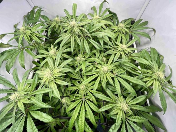 cherry clon /DWC. Week 12