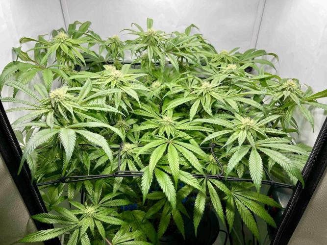 cherry clon /DWC. Week 12