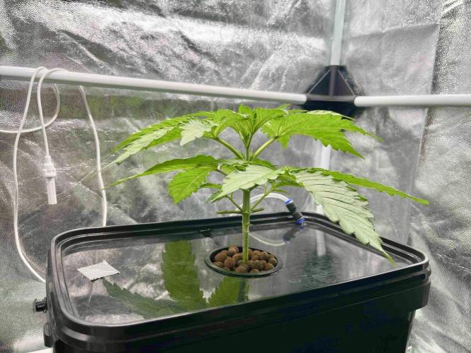 dirty banana gen1 /DWC. Week 4