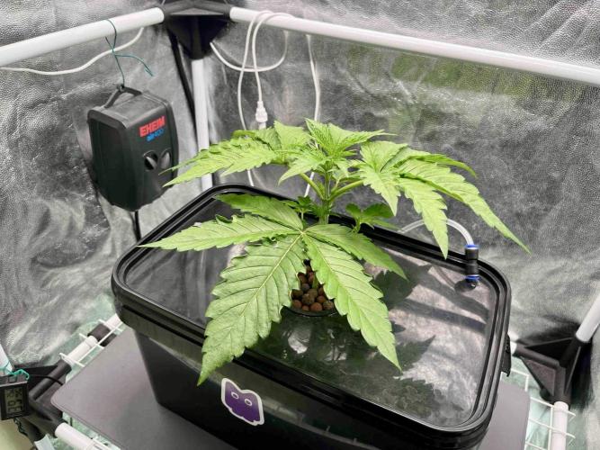 dirty banana gen1 /DWC. Week 4