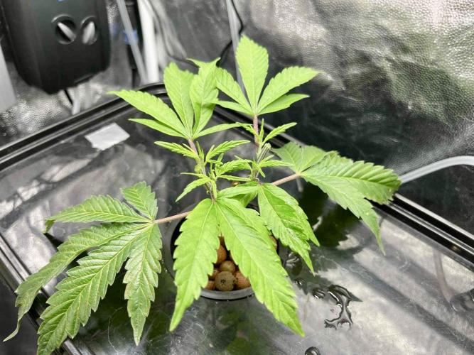 cherry clon #5 /DWC. Week 3