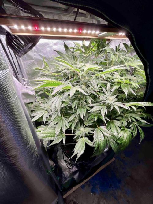 lemon berry clon /DWC. Week 12