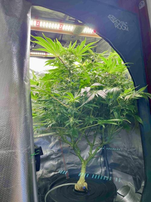 lemon berry clon /DWC. Week 12