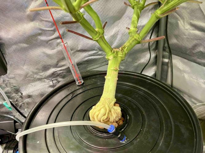 lemon berry clon /DWC. Week 12