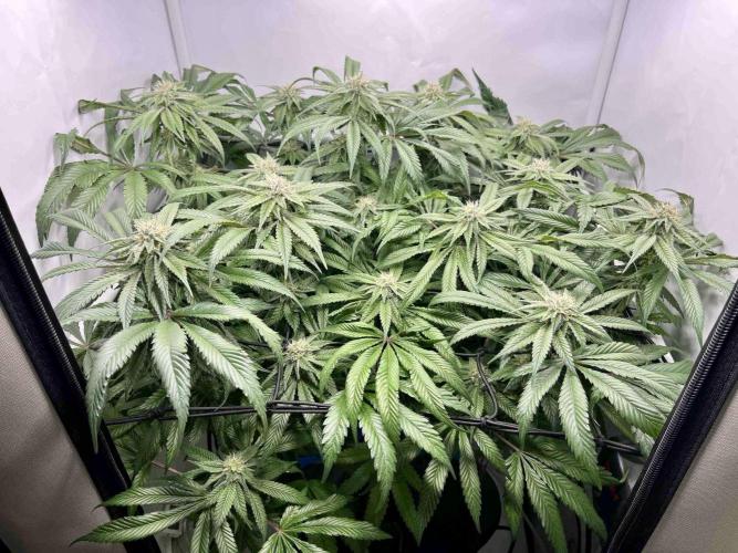 cherry clon /DWC. Week 13