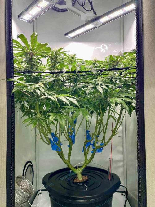 cherry clon /DWC. Week 13