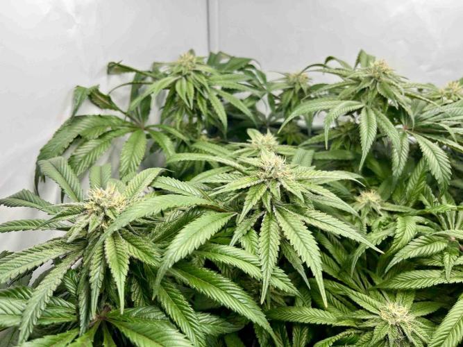 cherry clon /DWC. Week 13