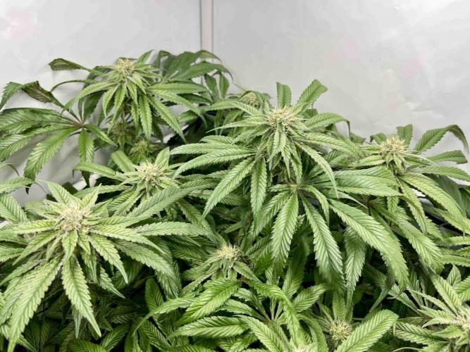 cherry clon /DWC. Week 13