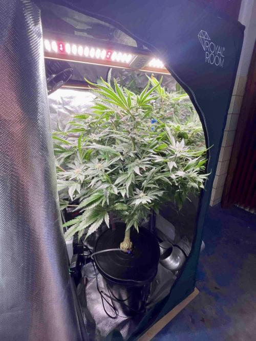 lemon berry clon /DWC. Week 13