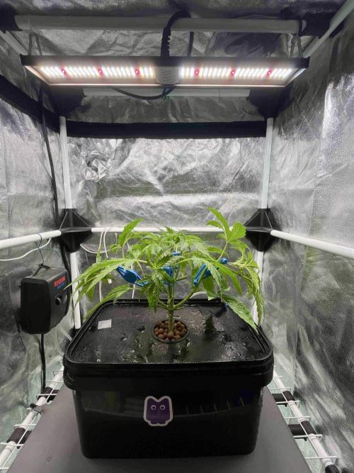 dirty banana gen1 /DWC. Week 5