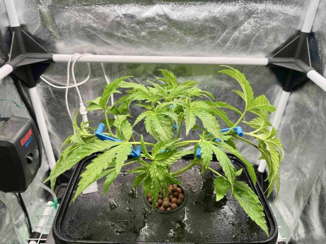 dirty banana gen1 /DWC. Week 5