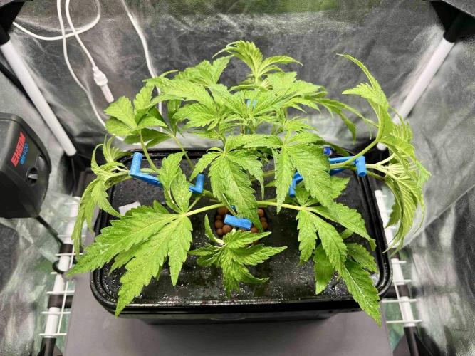 dirty banana gen1 /DWC. Week 5