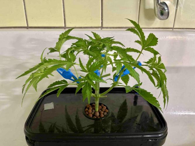 dirty banana gen1 /DWC. Week 5