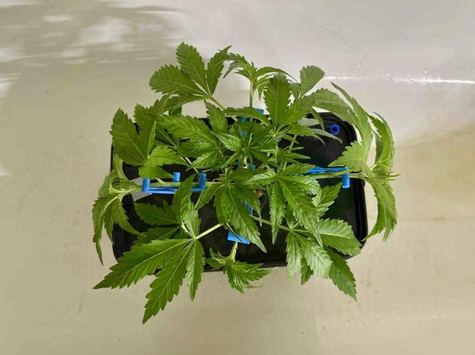 dirty banana gen1 /DWC. Week 5