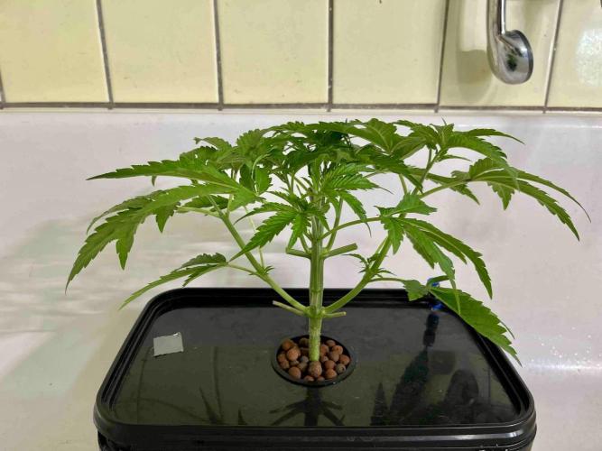 dirty banana gen1 /DWC. Week 5