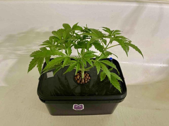 dirty banana gen1 /DWC. Week 5