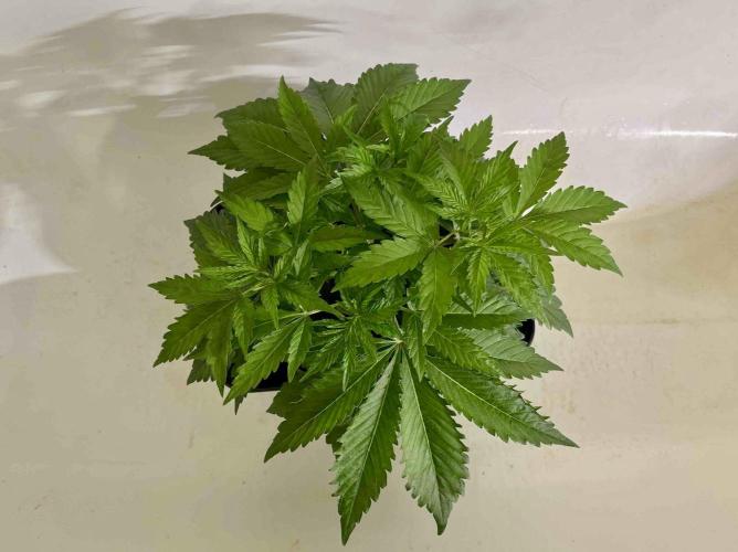 dirty banana gen1 /DWC. Week 5