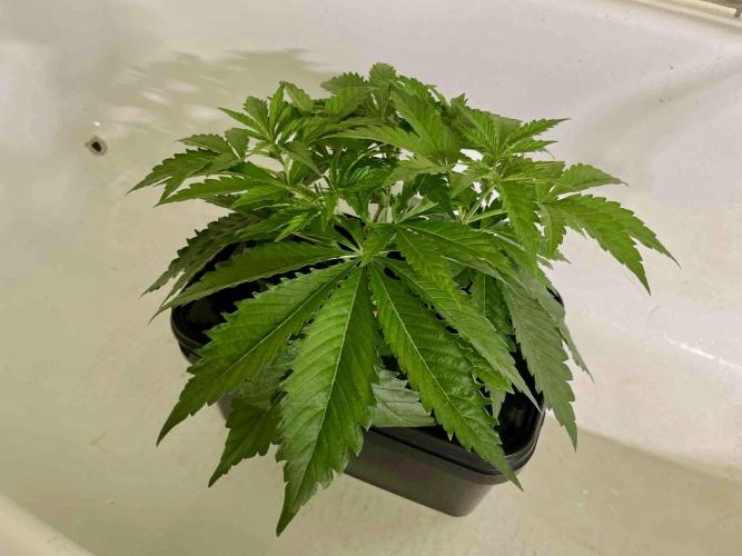 dirty banana gen1 /DWC. Week 5