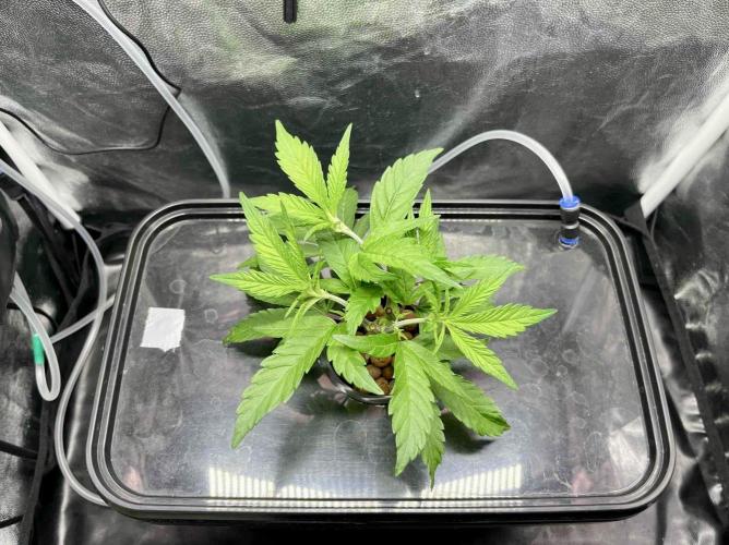 cherry clon #5 /DWC. Week 4