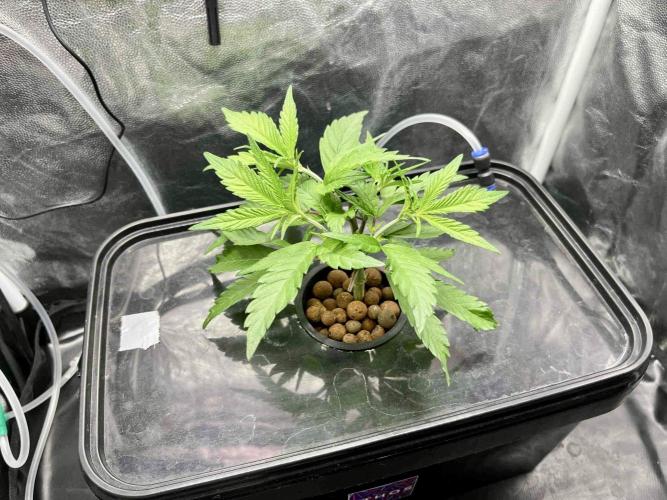 cherry clon #5 /DWC. Week 4