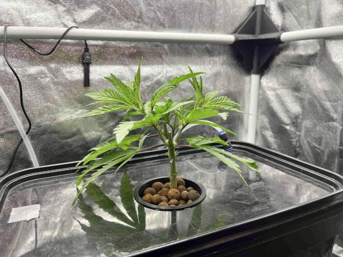 cherry clon #5 /DWC. Week 4