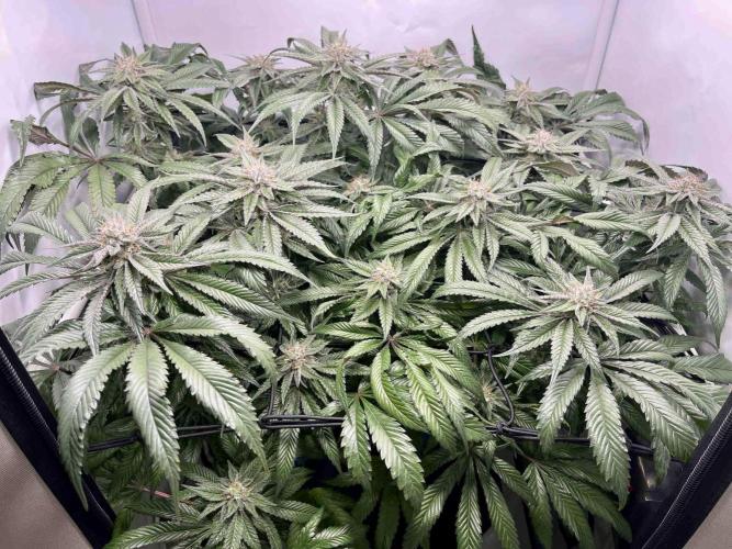 cherry clon /DWC. Week 14