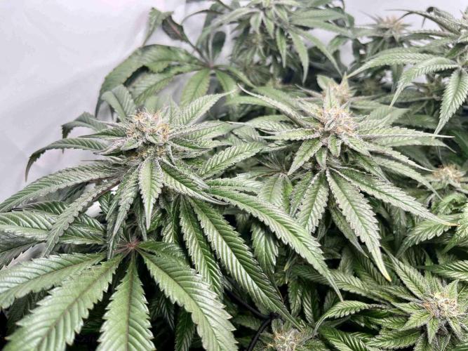 cherry clon /DWC. Week 14