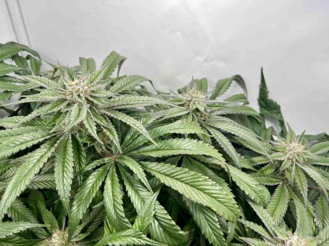 cherry clon /DWC. Week 14