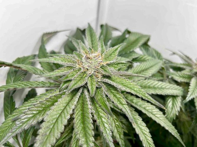 cherry clon /DWC. Week 14