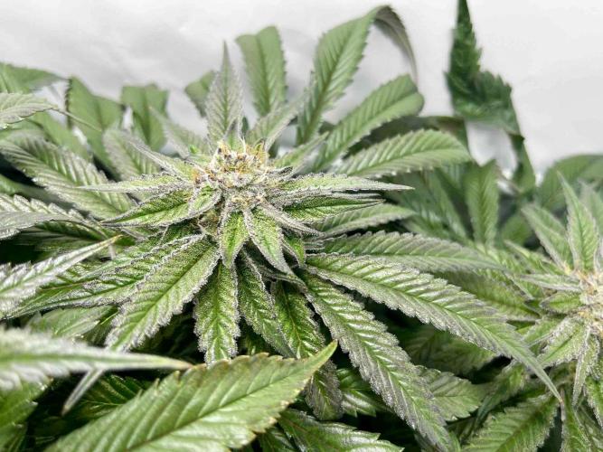 cherry clon /DWC. Week 14