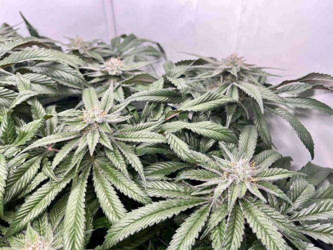 cherry clon /DWC. Week 14