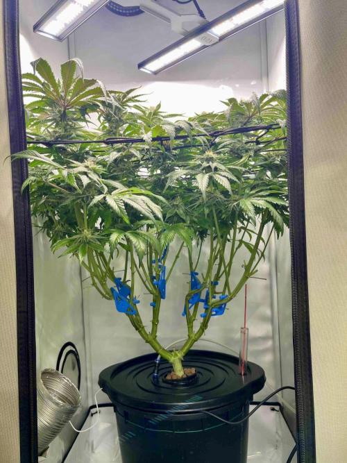 cherry clon /DWC. Week 14