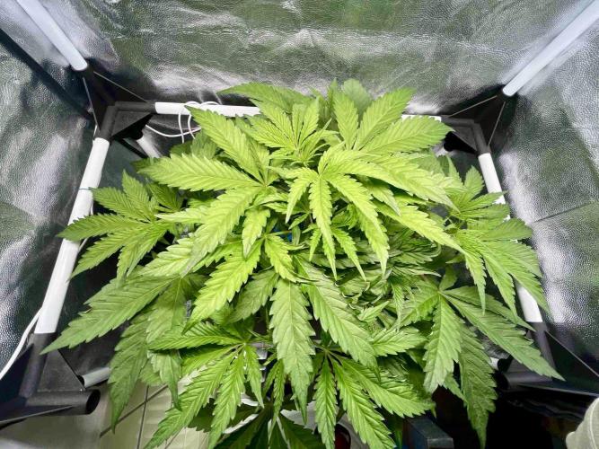 dirty banana gen1 /DWC. Week 6