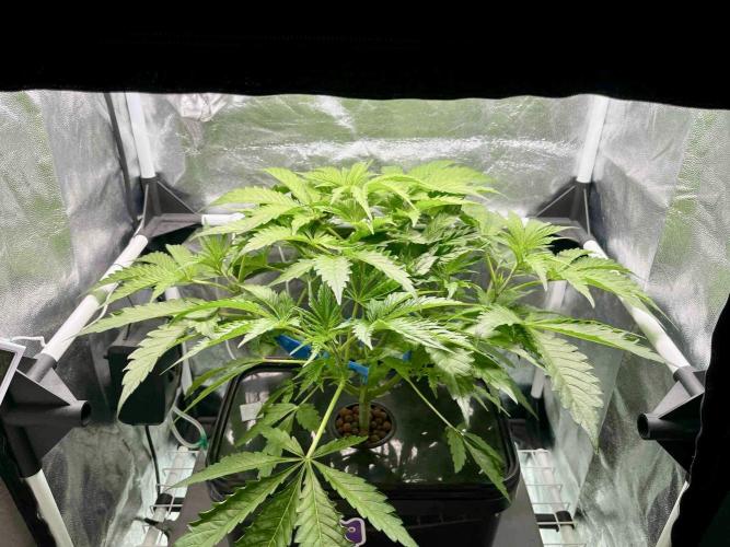 dirty banana gen1 /DWC. Week 6