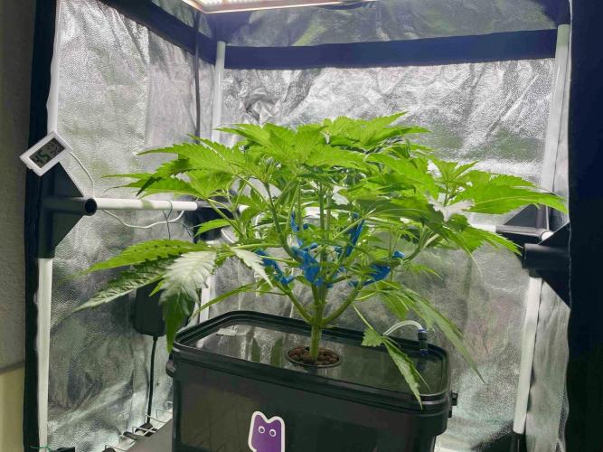 dirty banana gen1 /DWC. Week 6