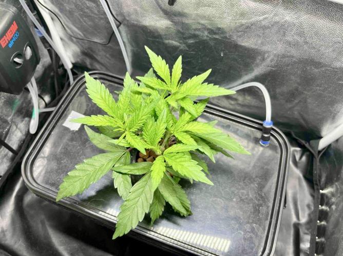 cherry clon #5 /DWC. Week 5