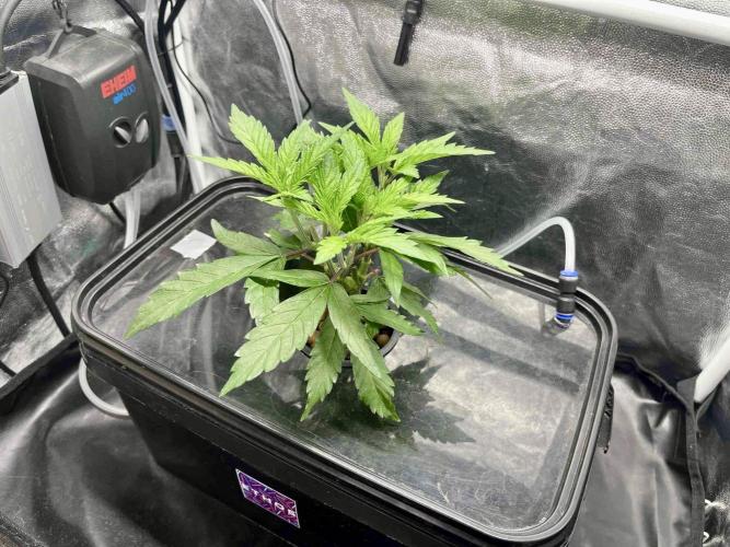 cherry clon #5 /DWC. Week 5