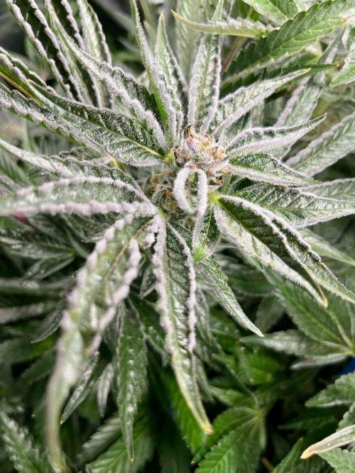 lemon berry clon /DWC. Week 13